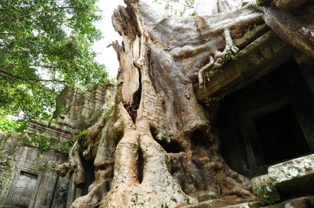Old Banyan Tree and Mystery Temple in the Jungle of Cambodiaの写真素材
