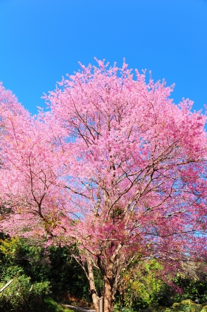 Superb Pink Cherry Blossom with Blue Skyの写真素材