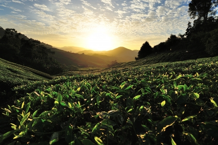 Tea Plantation on the Hillの写真素材
