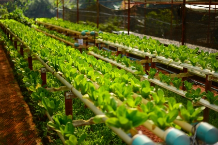 Organic Vegetablesの写真素材