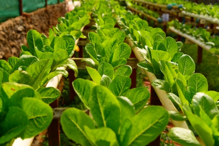 Organic Vegetablesの写真素材