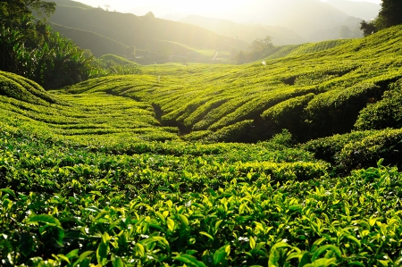 Green Tea Plantation on the Hill at Cameron Highlands, Malaysiaの写真素材