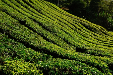Tea Plantation on the Hillの写真素材