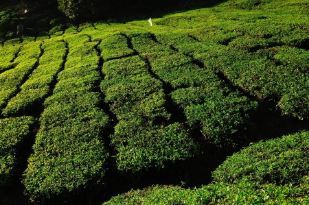 Green Tea Plantation on the Hill at Cameron Highlands, Malaysiaの写真素材