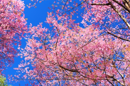 Superb Pink Cherry Blossom with Blue Skyの写真素材