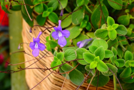 Purple Orchidの写真素材