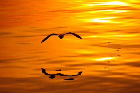 Seagulls in Wave Pattern Backgroundの写真素材