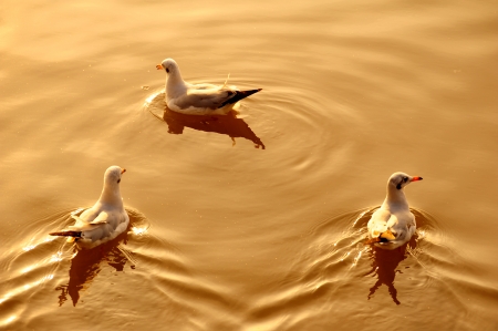 Seagulls in the Seaの写真素材