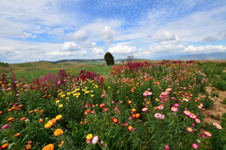Colorful Straw Flower Meadowsの写真素材