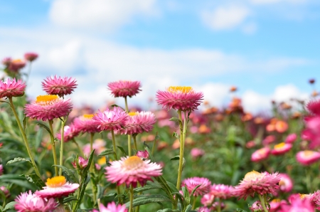 Colorful Everlasting Flower Meadowsの写真素材