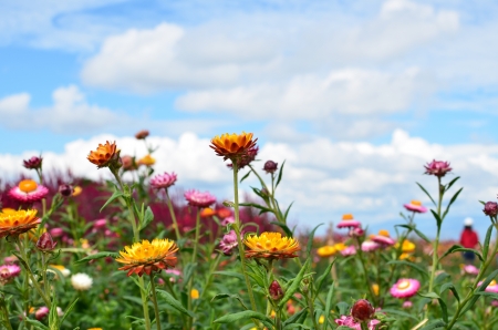 Colorful Everlasting Flower Meadowsの写真素材