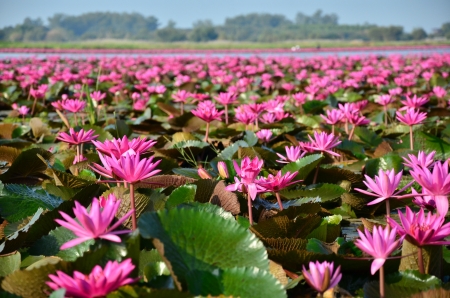 Lotus Flowers in Swampの写真素材