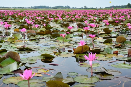 Large Group of Lotus Flowersの写真素材
