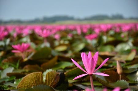 Pink Lotus Flowersの写真素材