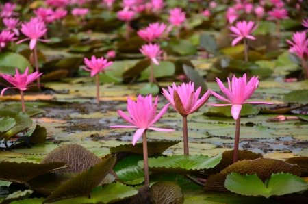 Group of Pink Lotus Flowersの写真素材
