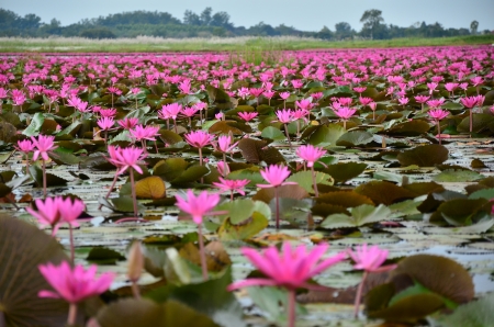 Pink Lotus Flowers in the Lakeの写真素材