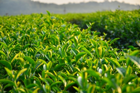 Tea Plantationsの写真素材