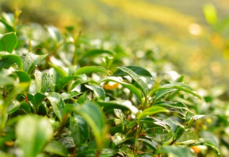 Tea Plantationsの写真素材