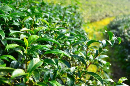 Close-Up Tea Leafs の写真素材