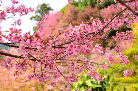 Spring Cherry Blossom