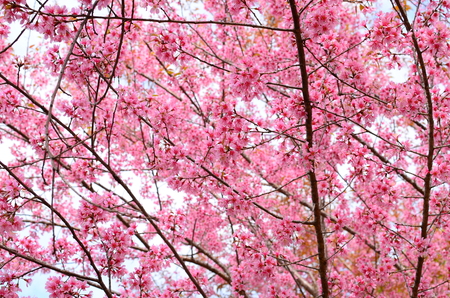Spring Cherry Blossomの写真素材