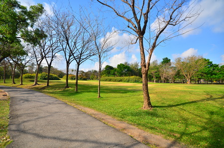 Row of Tree in Parkの写真素材