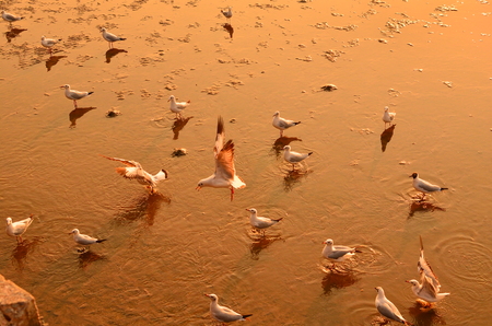 Group of Seagullsの写真素材