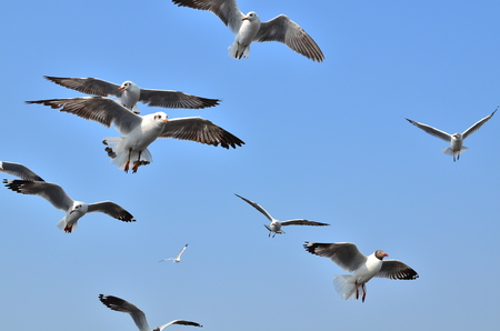 Group of Seagullsの写真素材