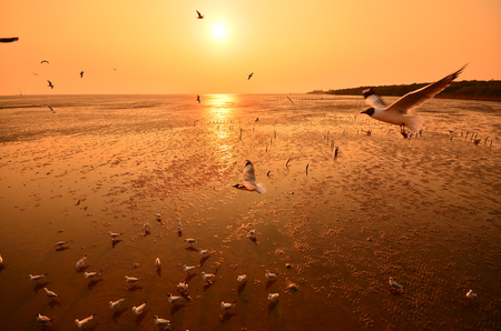 Sea Sunset and Seagulls の写真素材