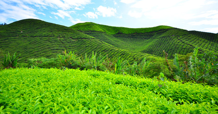 Tea Plantations on Mountain Terrace Fields の写真素材