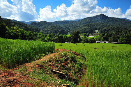 Rice Paddy Fields on the Hillsの写真素材