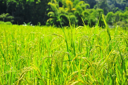 Rice Paddy Leafsの写真素材