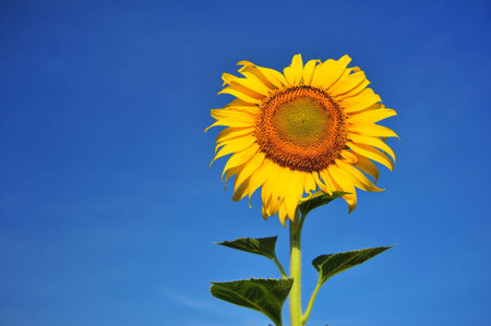 Sunflowers with Blue Sky Backgroundsの写真素材