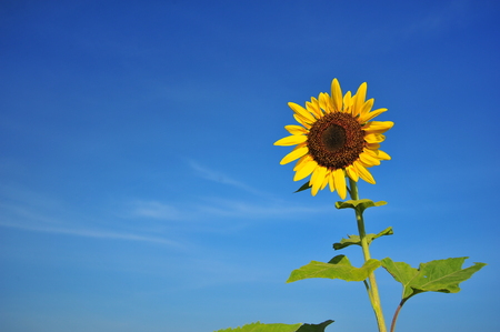 Sunflowers with Blue Sky Backgroundsの写真素材