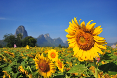 Sunflowers with Blue Sky Backgroundsの写真素材