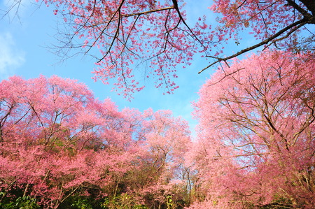 Superb Pink Cherry Blossoms with Blue Sky Backgroundsの写真素材