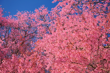 Superb Pink Cherry Blossoms with Blue Sky Backgroundsの写真素材
