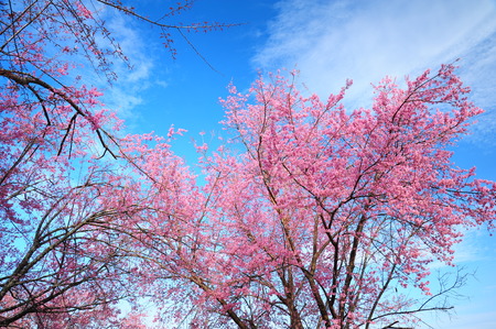 Spring Pink Cherry Blossoms with Blue Sky Backgroundの写真素材