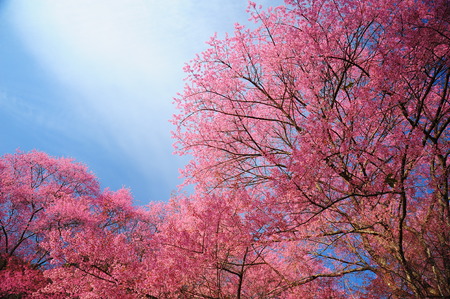 Spring Pink Cherry Blossoms with Blue Sky Backgroundの写真素材