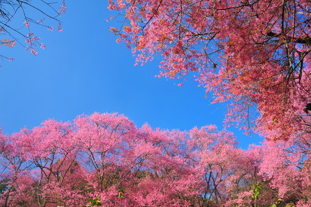 Spring Pink Cherry Blossoms with Blue Sky Backgroundの写真素材