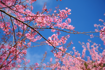 Spring Pink Cherry Blossoms with Blue Sky Backgroundの写真素材