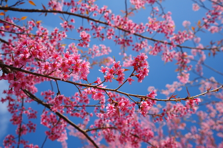 Spring Pink Cherry Blossoms with Blue Sky Backgroundの写真素材