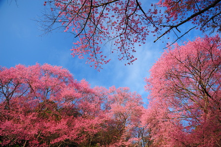 Pink Cherry Blossoms Branches in Spring Seasonの写真素材