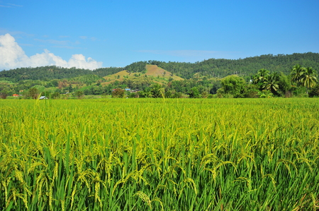 Rice Paddy Fields in Green Seasonの写真素材
