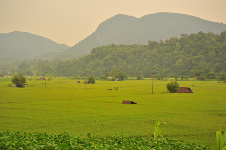 Rice Paddy Fields in Green Seasonの写真素材