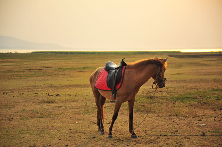 Horse in Grassland at Sunsetの写真素材