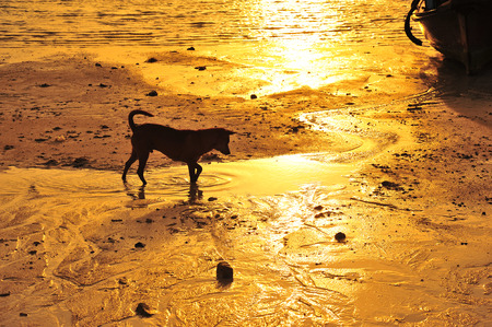 Dog on the Beachの写真素材