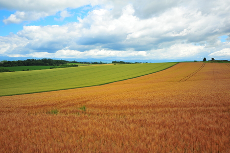 Landscape of Cultivated Lands at Countrysideの写真素材