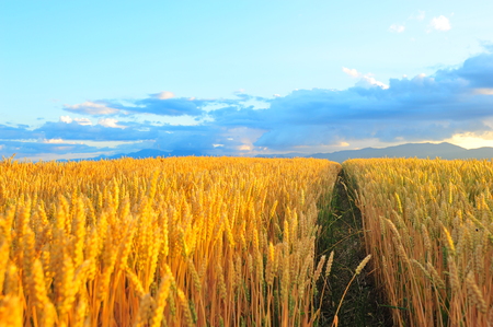 Yellow Wheat Fields at Sunsetの写真素材