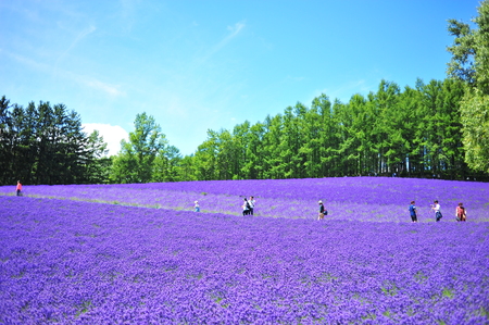 Colorful Lavender Flower Fieldsの写真素材